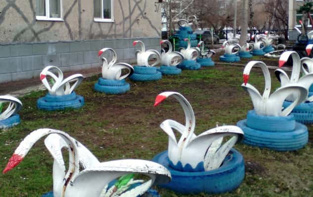 шинолебедь в естественной среде обитания